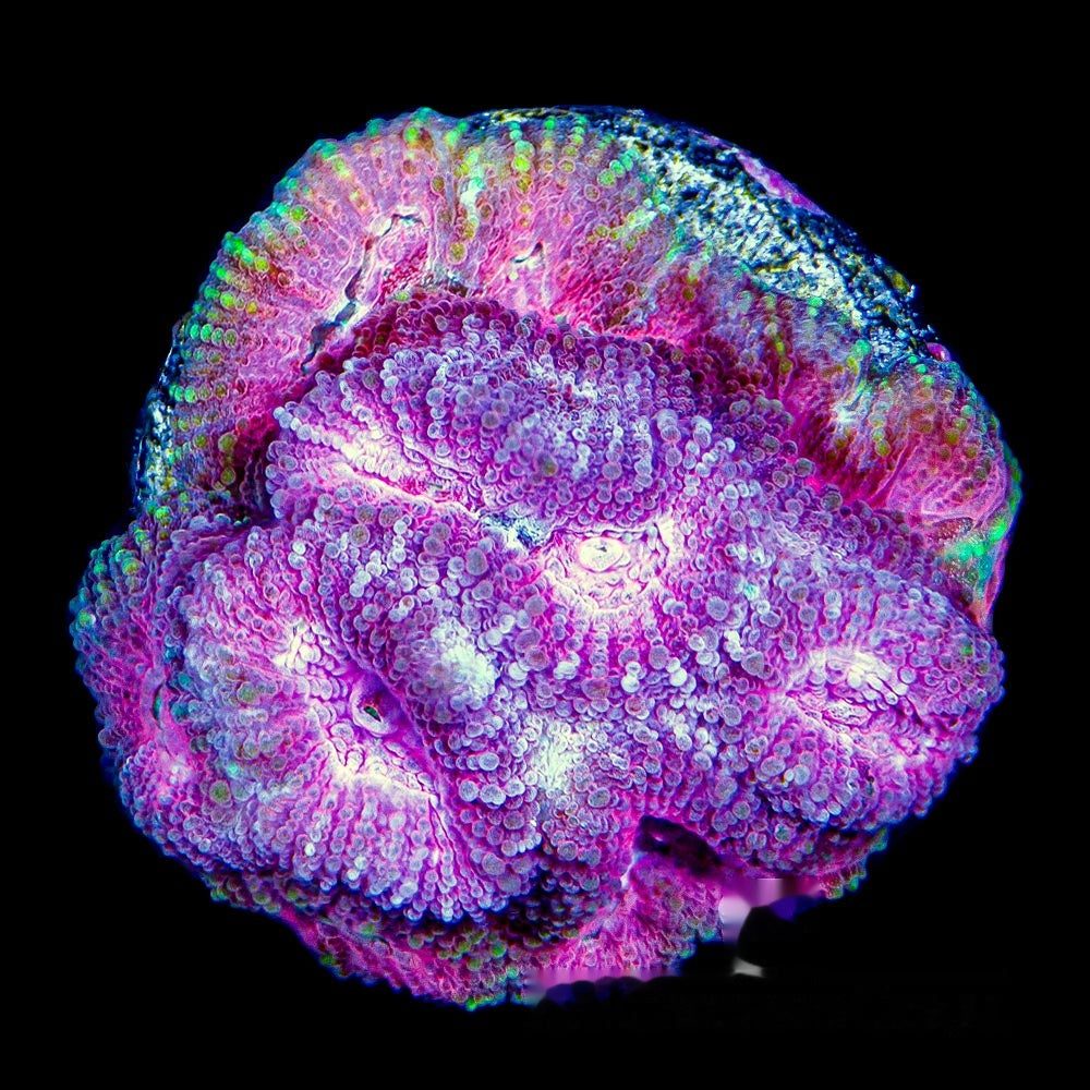 Brain-Freeze Favia Frag (Aquacultured) Size: M 0.5" to 0.75" Approx Frag