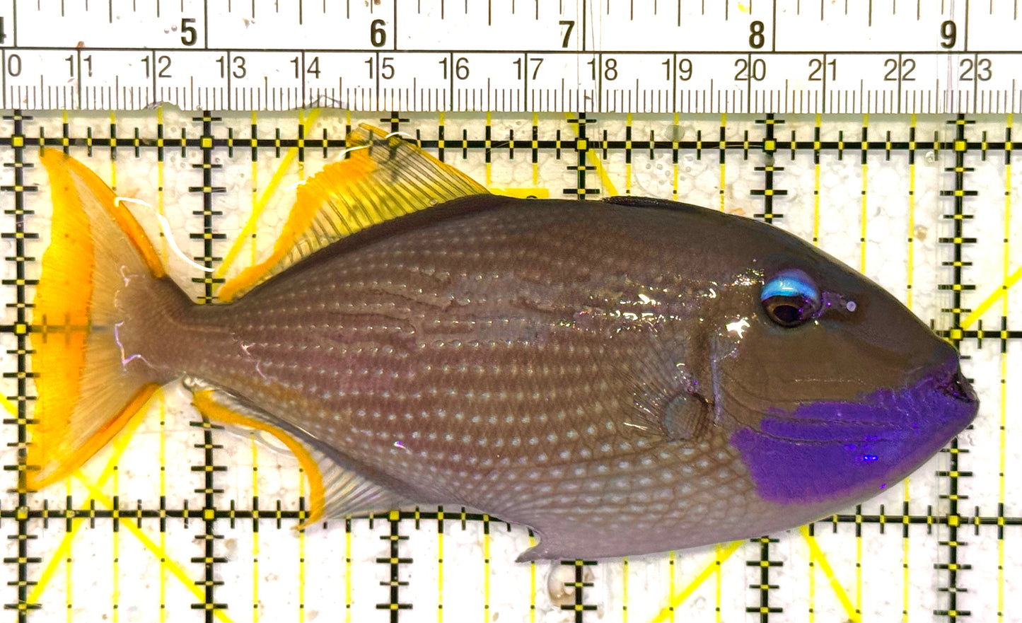 Male Blue Throat Triggerfish (Reefsafe) MBTT033102 WYSIWYG Size: L 5.25" approx