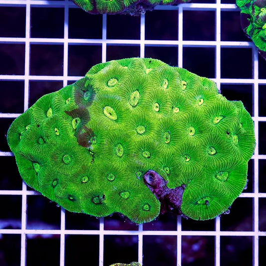 Aussie Neon Goniastrea Mother Colony ANGMC031302 WYSIWYG