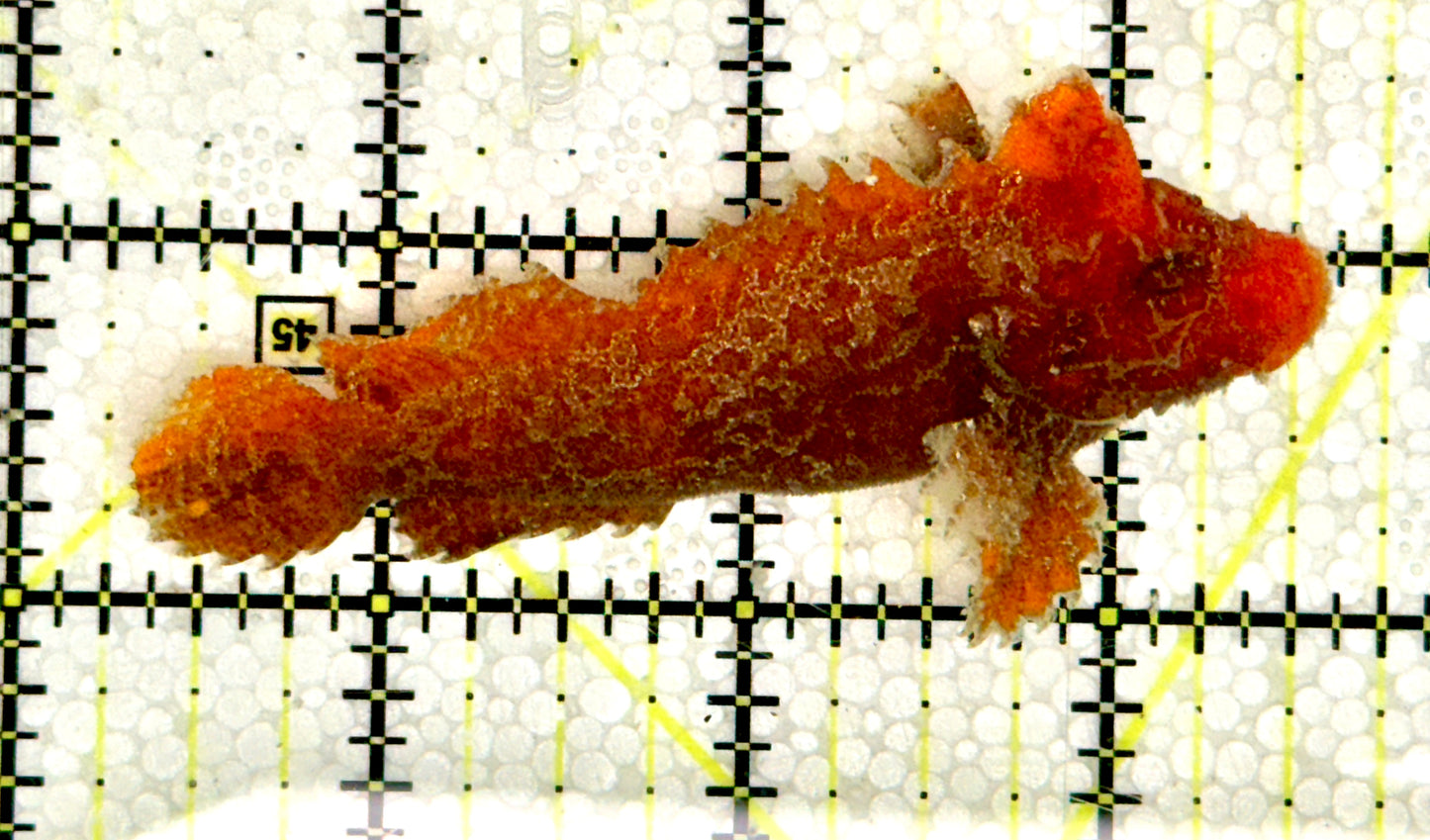 Very Rare Orange Clinid OC062101 WYSIWYG  Size: L 3" to 4" Approx (Exact Speicies Unkown)