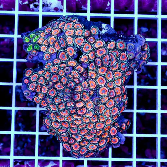 Ultra Aussie Big Pink Gold Palythoa Mother Colony UABPGPMC022709 WYSIWYG