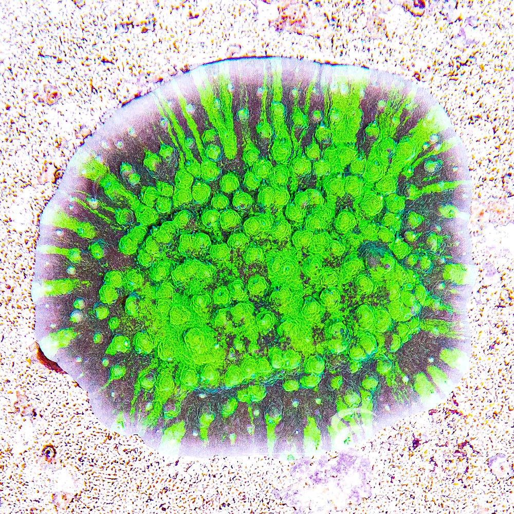 Acid Shower Astreopora (Aquacultured) Size: L 2" to 3" Approx Frag