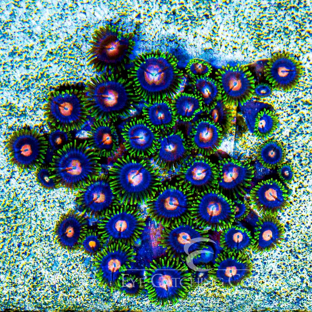 Aquacultured Blow Pops Zoanthid Frag (4+ Polyp Average) Size: M 0.75” to 1” Frag