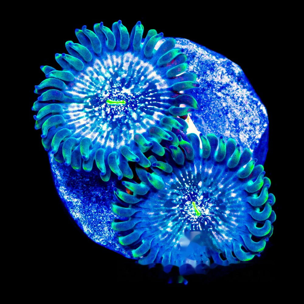 Aquacultured Hawaiian Ding Dang Zoanthid Frag (2+ Polyp Average) Size: M 0.75” to 1” Frag