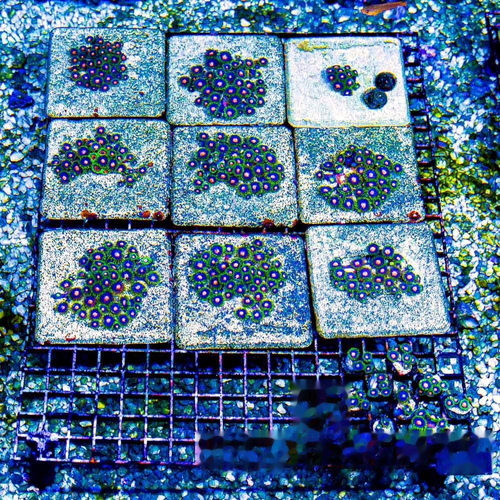 Aquacultured Blow Pops Zoanthid Frag (4+ Polyp Average) Size: M 0.75” to 1” Frag