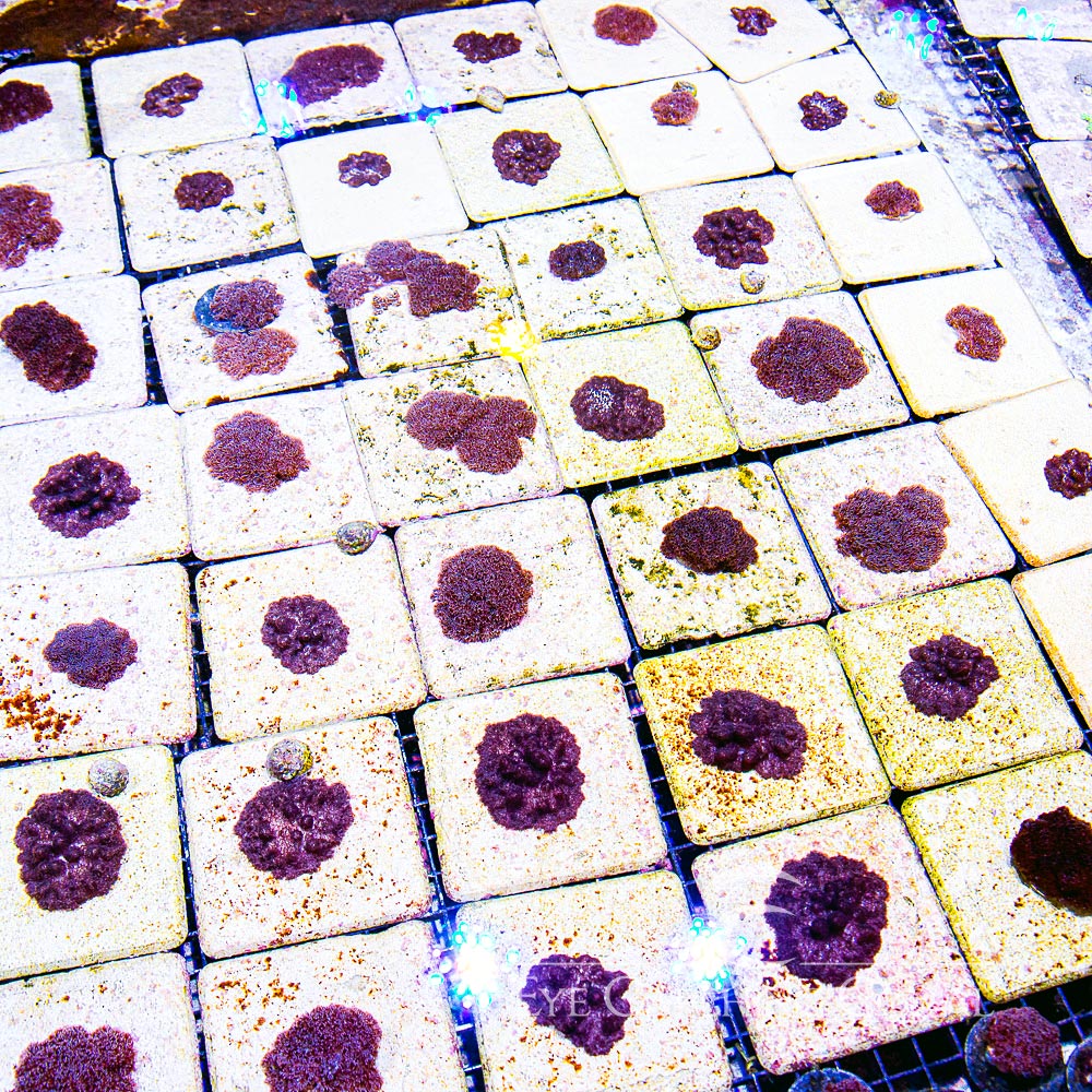 Cookies and Cream Cauliflower Coral (Aquacultured) Size:  M 0.75" to 1" Approx Frag - Violet Aquarium 
