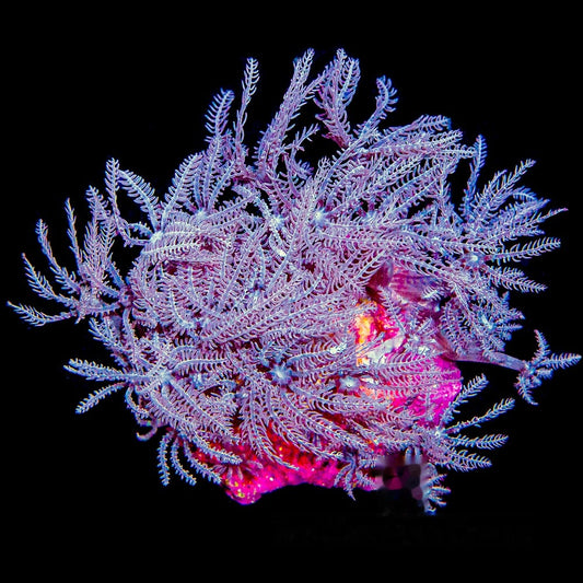 Waving Hand Anthelia Mini Colony (Aquacultured) Size: M 0.75" to 1" Approx Frag