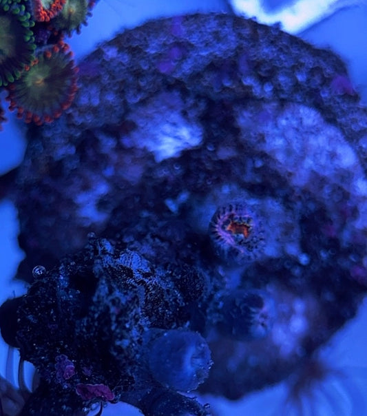 Aquacultured Zoanthids/Playthoa AZP031608 WYSIWYG