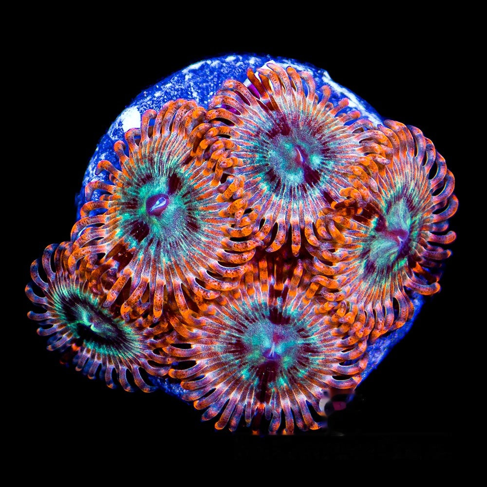 Aquacultured Volcanic War Zoanthid Frag (4+ Polyp Average) Size: M 0.75” to 1” Frag