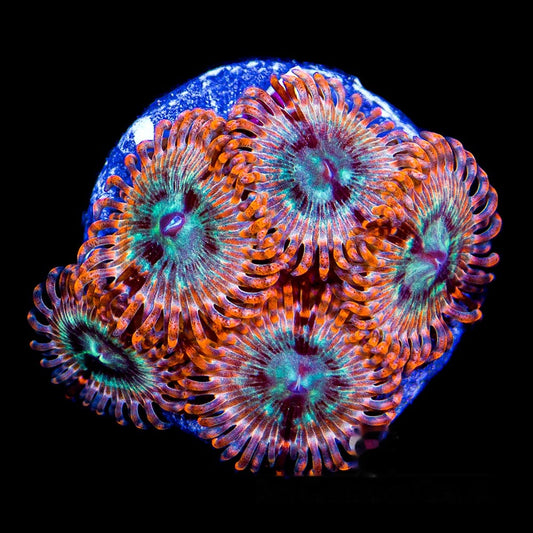 Aquacultured Volcanic War Zoanthid Frag (4+ Polyp Average) Size: M 0.75” to 1” Frag