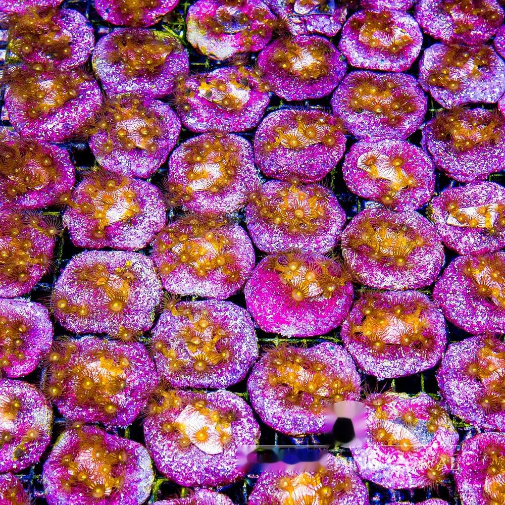 Yellow Polyps Mini Colony (Aquacultured) Size: M 0.75" to 1" Approx Frag