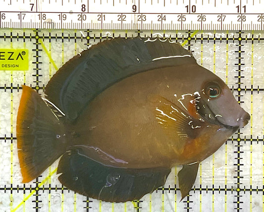 Chocolate Tang (Yellow Mimic when Juvenile) CT033102 WYSIWYG Size: ML 4.5" approx