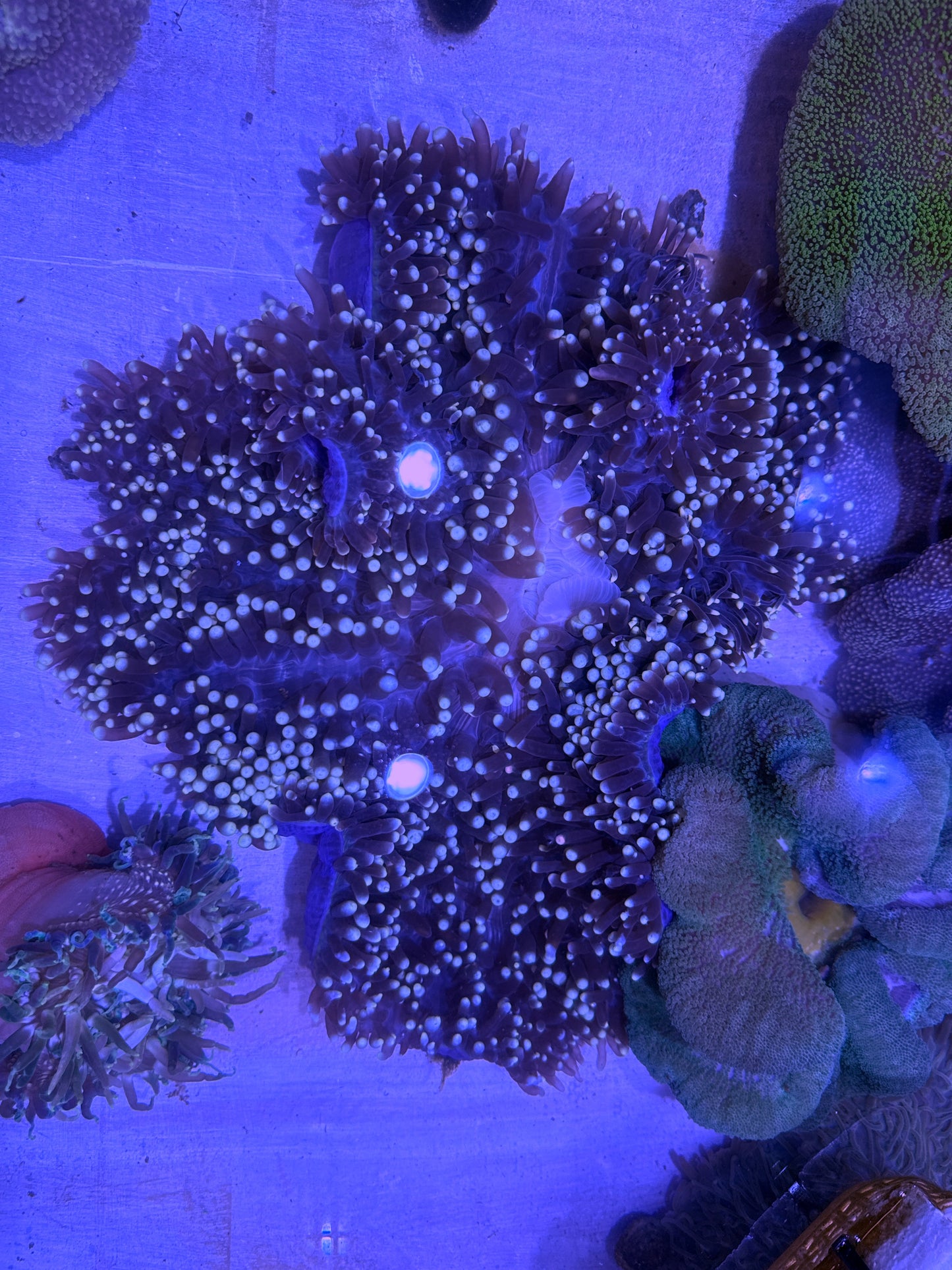 Unique  Ritteri Anemone (Maldives Import) WYSIWYG PTRA062601 Size: XXXL/SHOW 16" and Above
