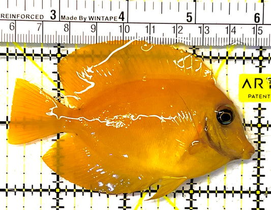 Yellow Mimic Tang (Chocolate Tang When it is Adult) YMT032002 WYSIWYG Size: M 3.75" approx