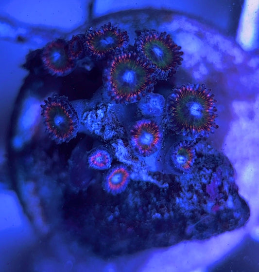 Aquacultured Zoanthids/Playthoa AZP031611 WYSIWYG
