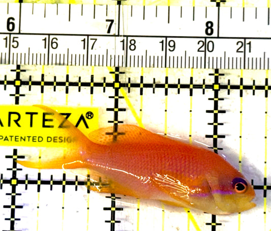 Female Lyretail Anthias (Maldives) FLA031901  WYSIWYG Size: M 2.25" approx