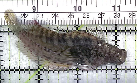 Lawnmower Blenny LB033102 WYSIWYG Size: L 3" approx
