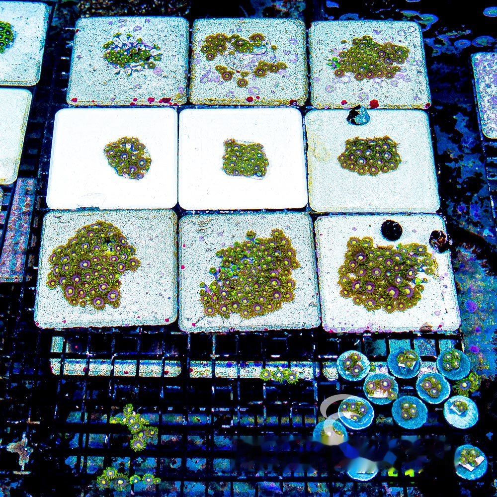 Aquacultured Mister Twister Zoanthid Frag (4+ Polyp Average) Size: M 0.75” to 1” Frag