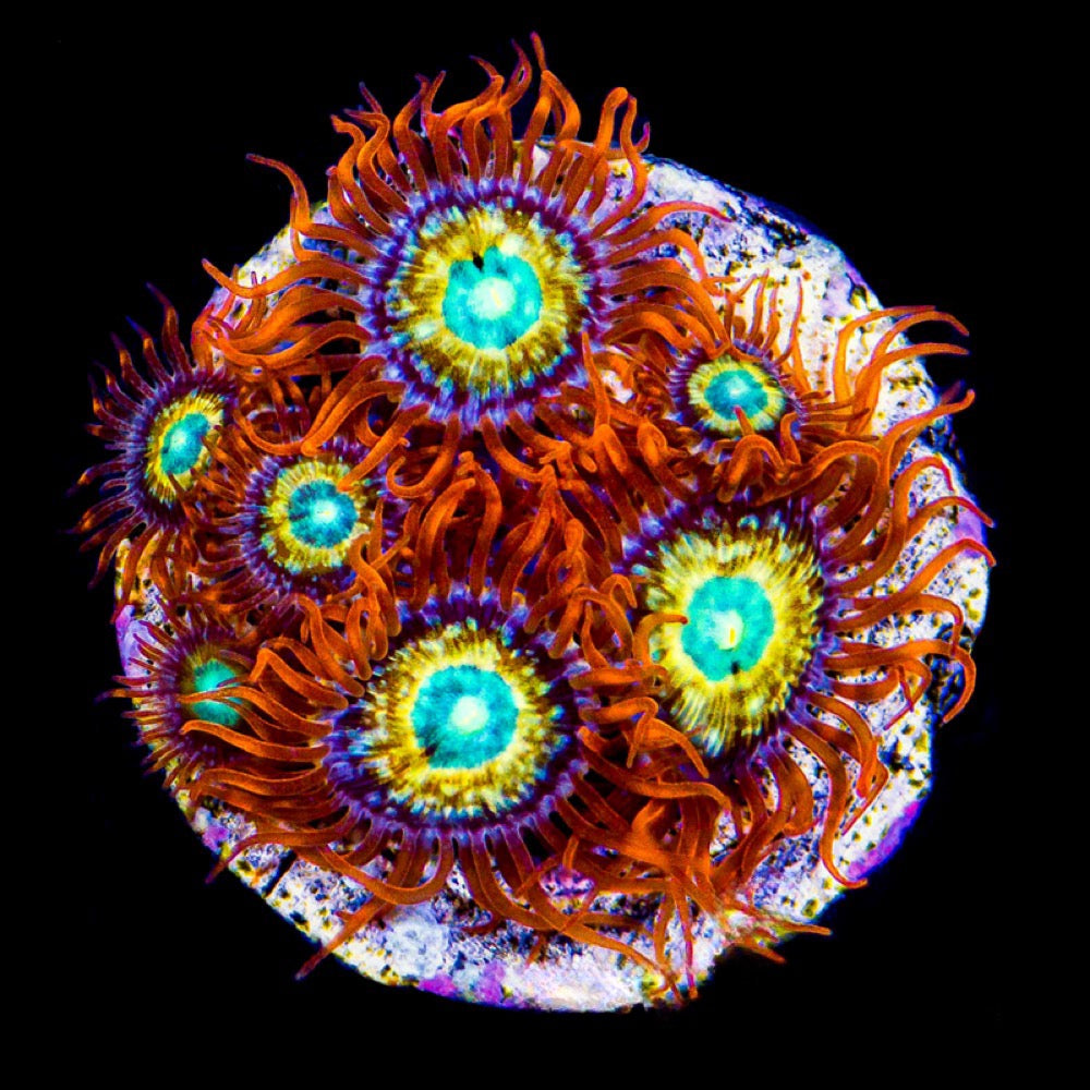Shatterfield Zoanthid Size: L 1" to 3" Approx