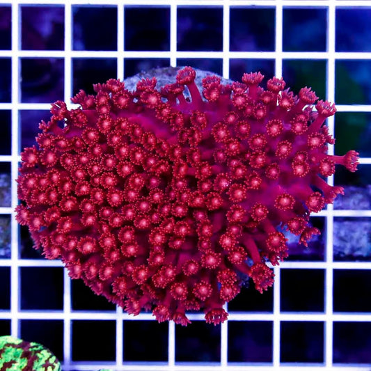 Aussie Cherry Red Goniopora Mother Colony ACRGMC022701 WYSIWYG