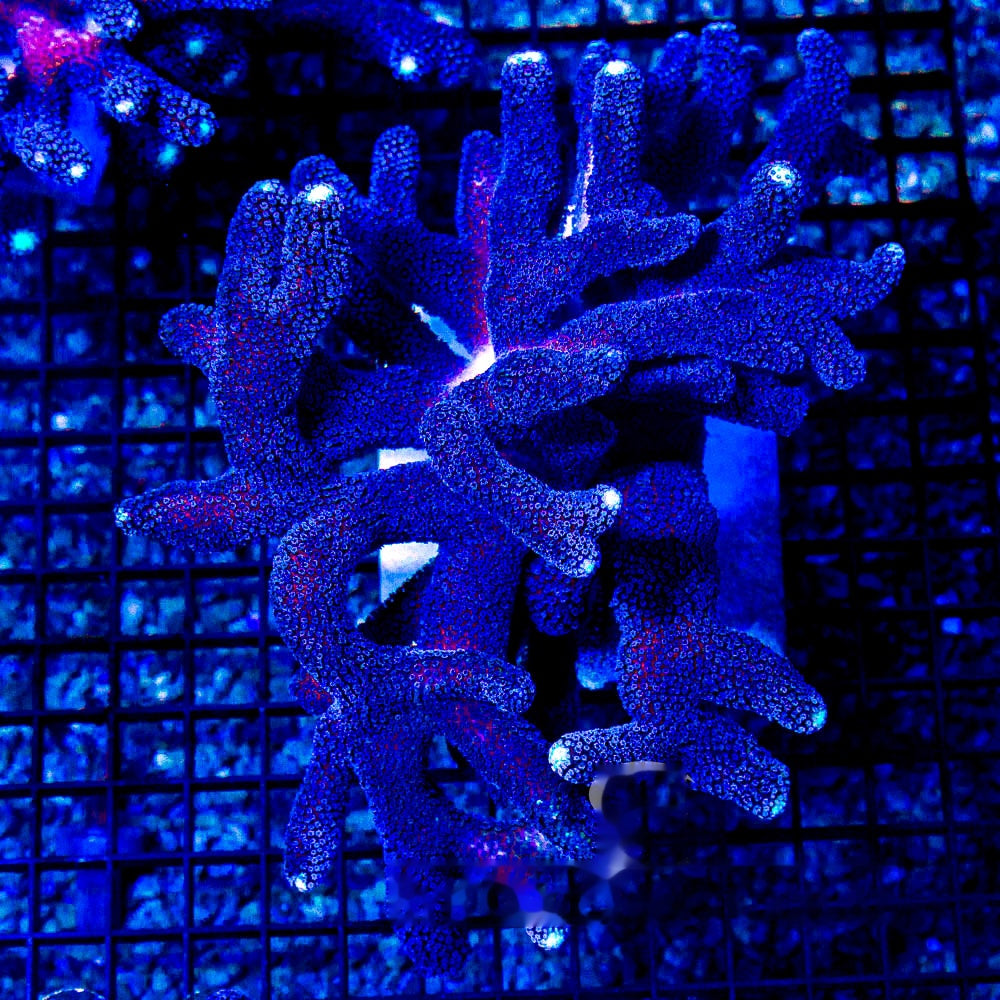 Blue Dream Stylophora Frag (Aquacultured) Size: M 0.75" to 1" Approx Frag