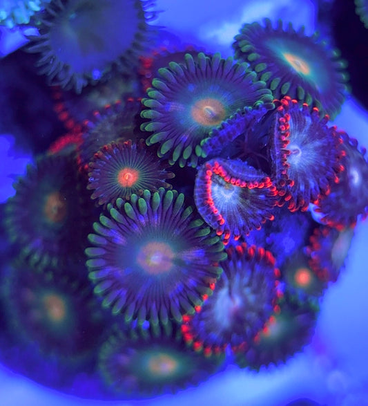 Aquacultured Zoanthids/Playthoa AZP031525 WYSIWYG
