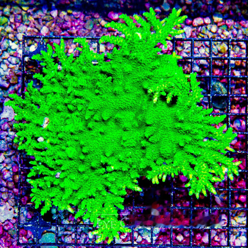 Toxic Fusion Acropora Frag (Aquacultured) Size: M 0.75” to 1” Approx Frag