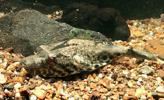Pignose Puffer