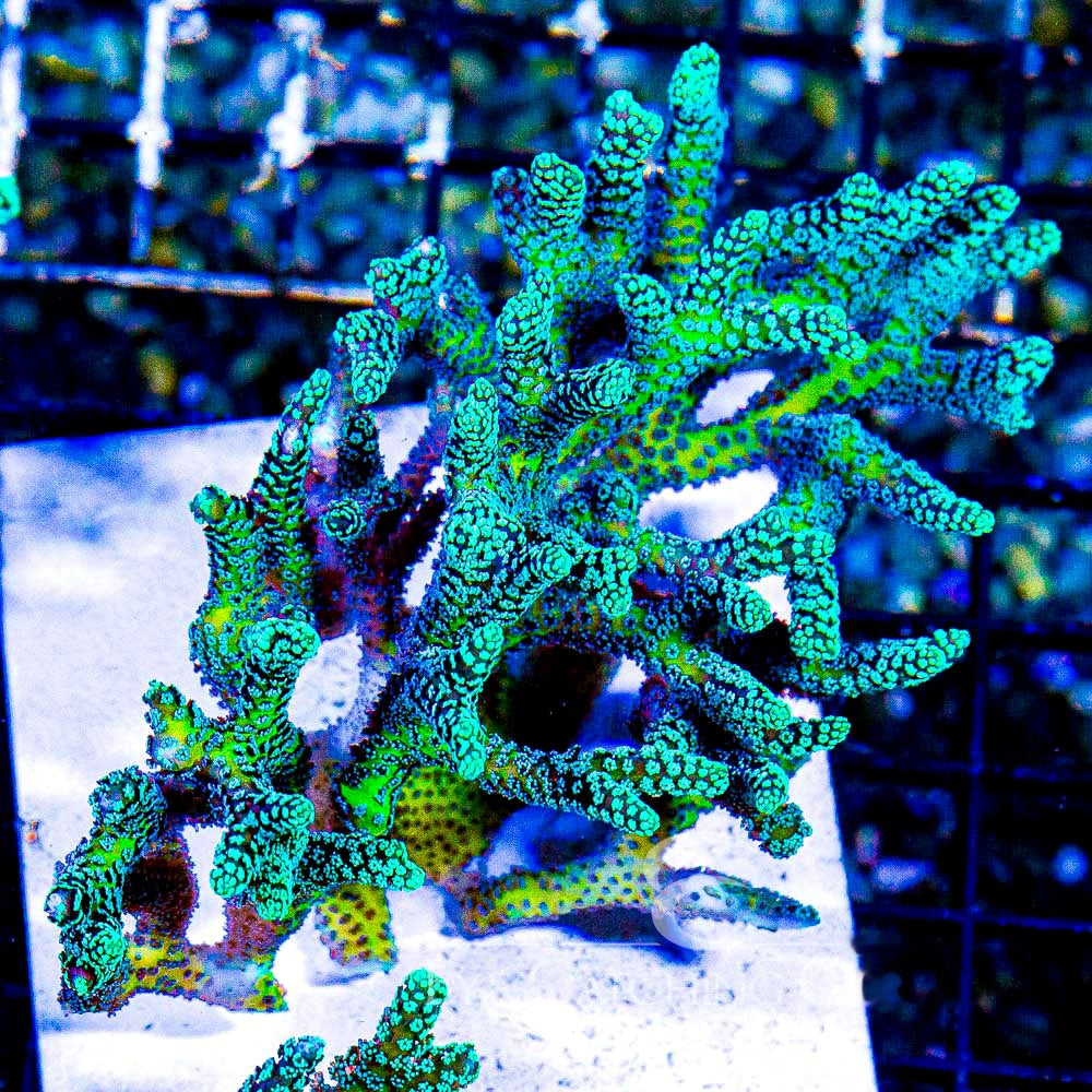 Lemon Lime Birdsnest Frag (Aquacultured) Size: M 0.75" to 1" Approx Frag