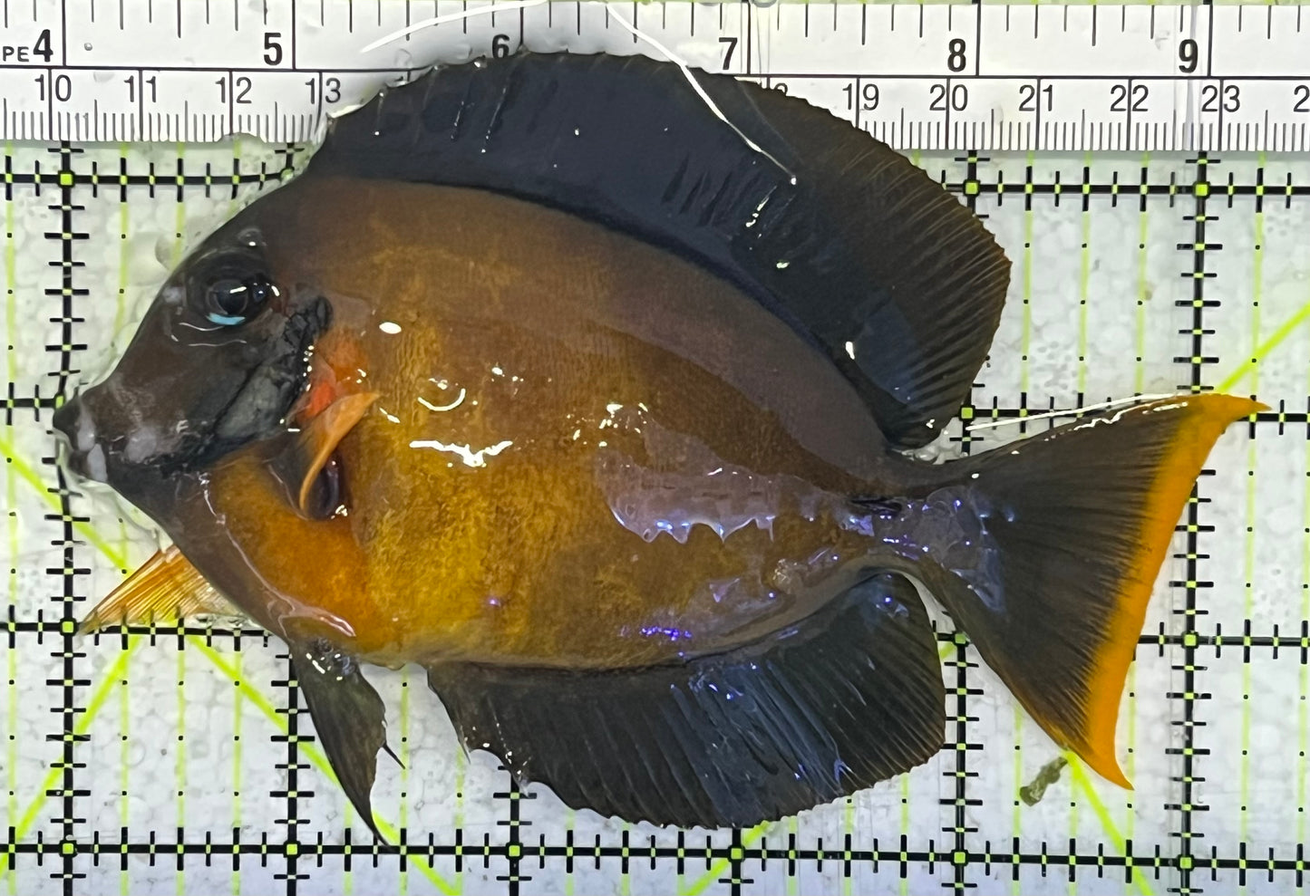 Chocolate Tang (Yellow Mimic when Juvenile) CT033103 WYSIWYG Size: L 5.25" approx