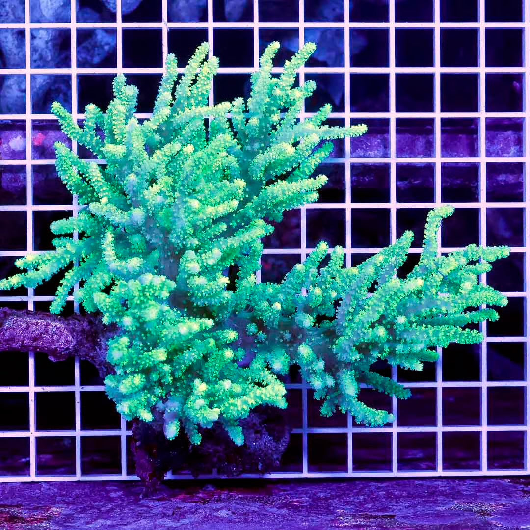 Aussie Ultra Neon Sinularia Mother Colony AUNSMC031301 WYSIWYG