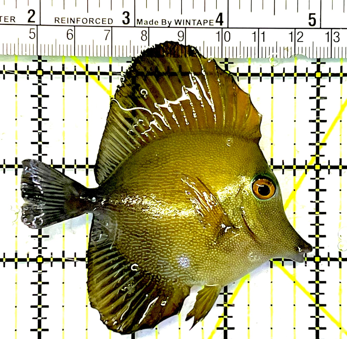 Scopas Tang ST032001 WYSIWYG Size: M 3.25" approx