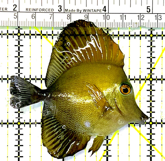 Scopas Tang ST032001 WYSIWYG Size: M 3.25" approx