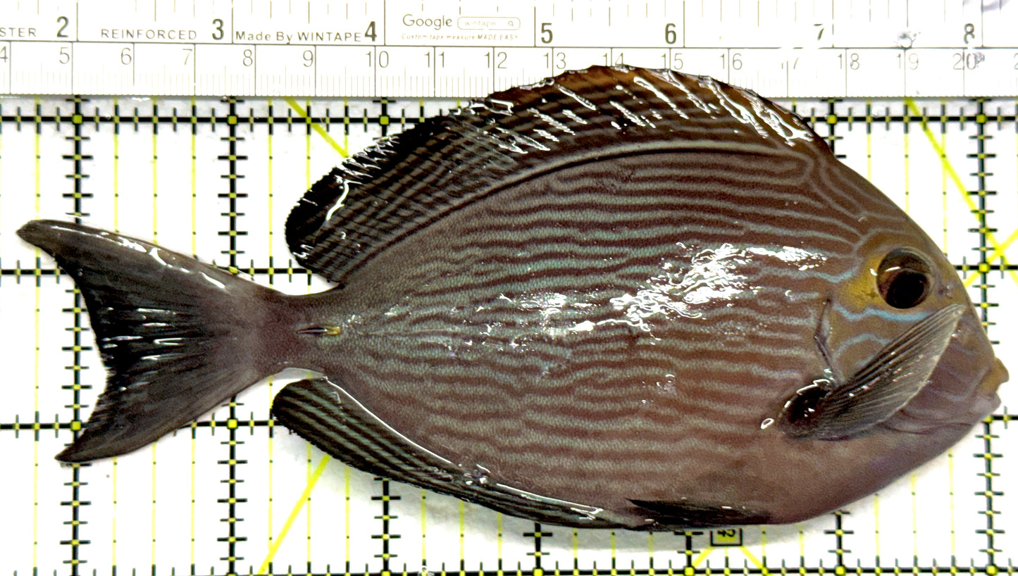 Mata Tang MT102801 WYSIWYG Size: L 6.5" approx