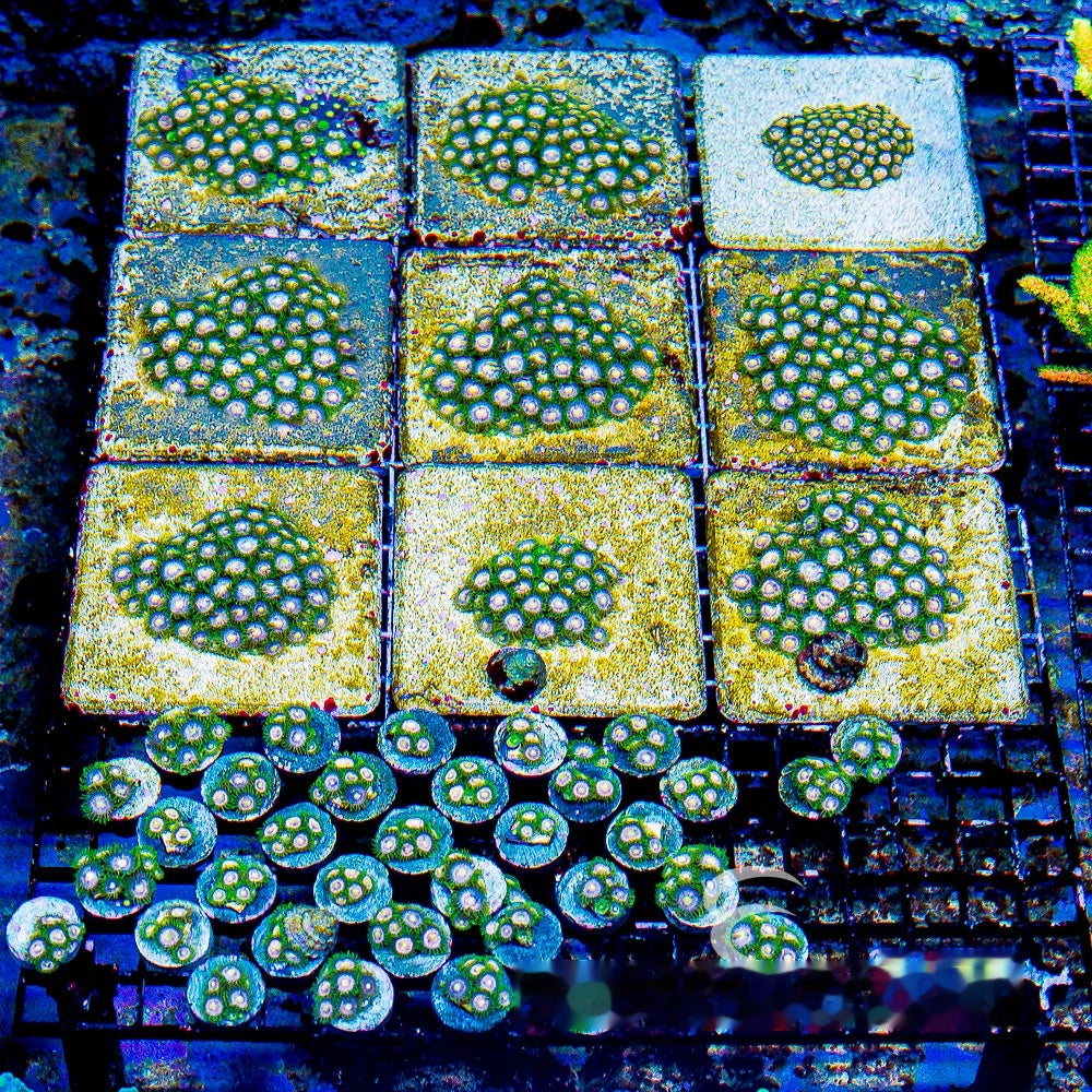 Laser Lemon Zoanthid Frag (4+ Polyp Average, Aquacultured) Size: M 0.75” to 1” Approx Frag