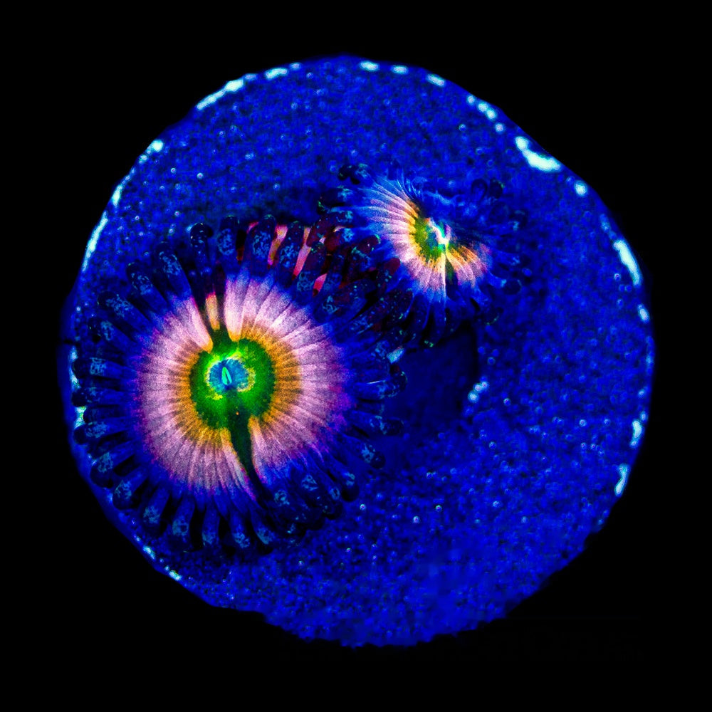Aquacultured Perennial Dance Zoanthid Frag (2+ Polyp Average) Size: M 0.75” to 1” Frag