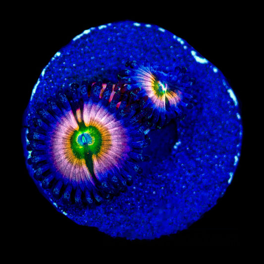 Aquacultured Perennial Dance Zoanthid Frag (2+ Polyp Average) Size: M 0.75” to 1” Frag