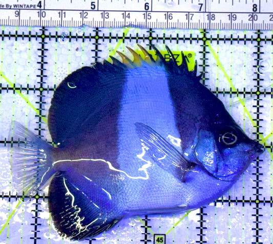 Black Zoster Butterflyfish BZB031704 WYSIWYG Size : L 4.75" approx
