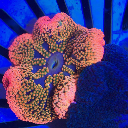 Aussie Rainbow Carpet Anemone Size: S 2" to 4" WYSIWYG