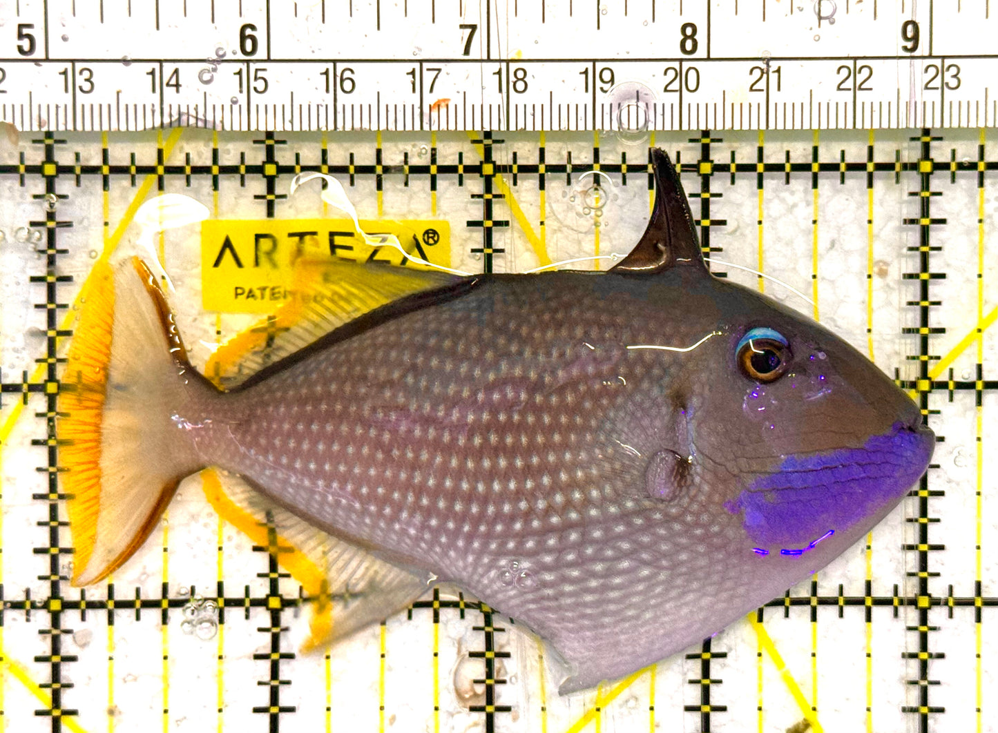 Male Blue Throat Triggerfish (Reefsafe) MBTT031303 WYSIWYG Size: ML 4" approx