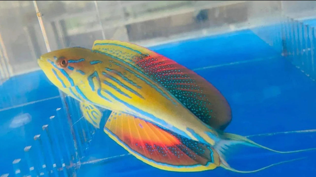 Madagascar Flasher Wrasse Supermale Size: XL 3.5" to 4" - Violet Aquarium 
