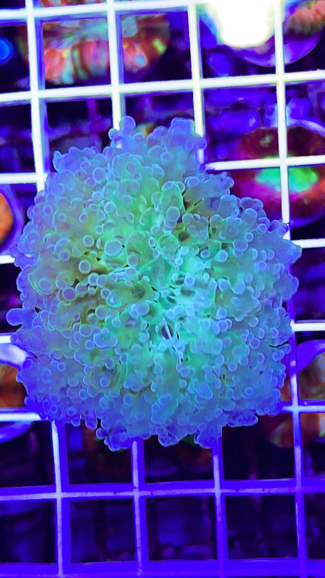 Indo Frogspawn