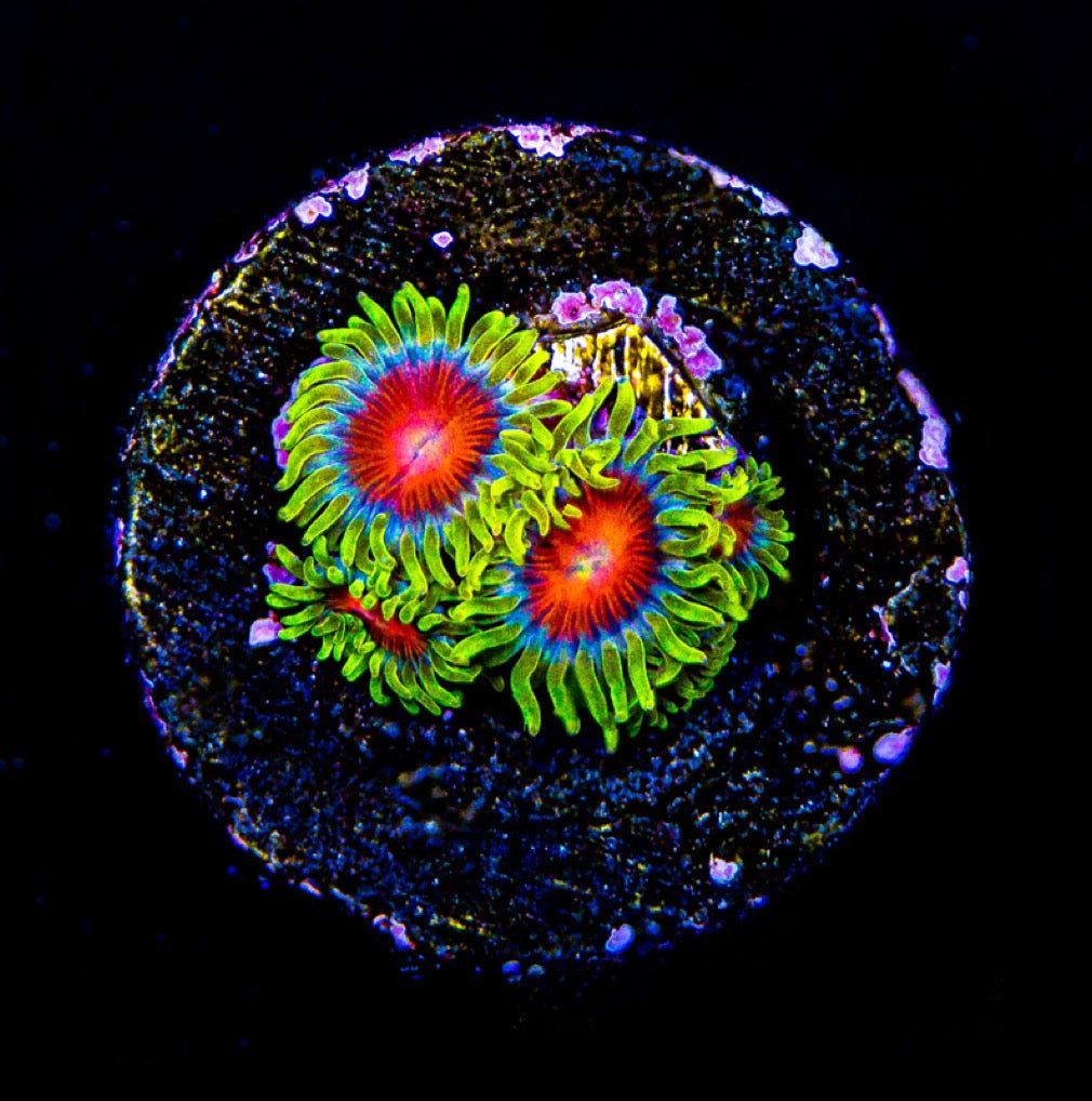Spitfire Zoanthid Size: M 0.5" to 0.75" Approx Frag