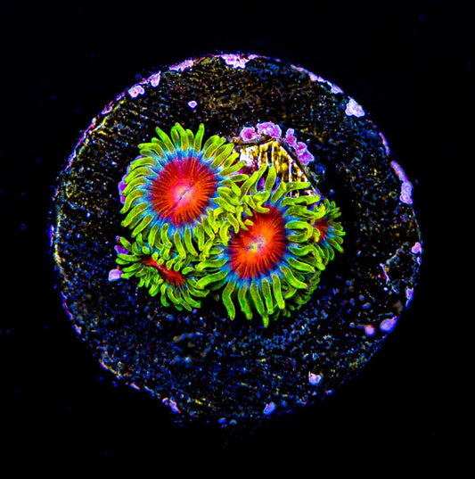 Spitfire Zoanthid Size: M 0.5" to 0.75" Approx Frag