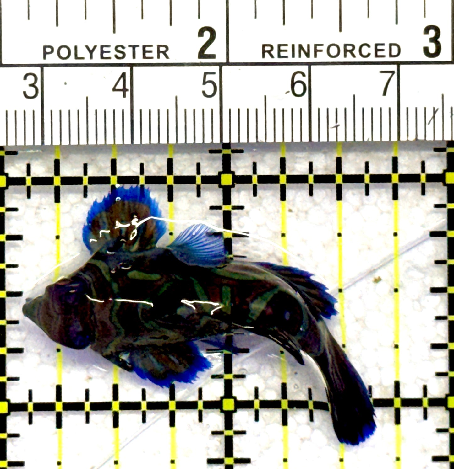 Green Mandarin Dragonet GMD062803 WYSIWYG Size: L 1.75" approx