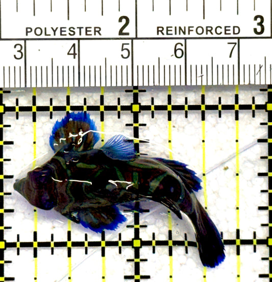 Green Mandarin Dragonet GMD062803 WYSIWYG Size: L 1.75" approx