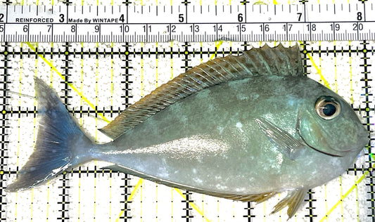 Black Tongue Blue Tail Unicorn Tang BTBTUT032102 WYSIWYG Size: L 6" approx