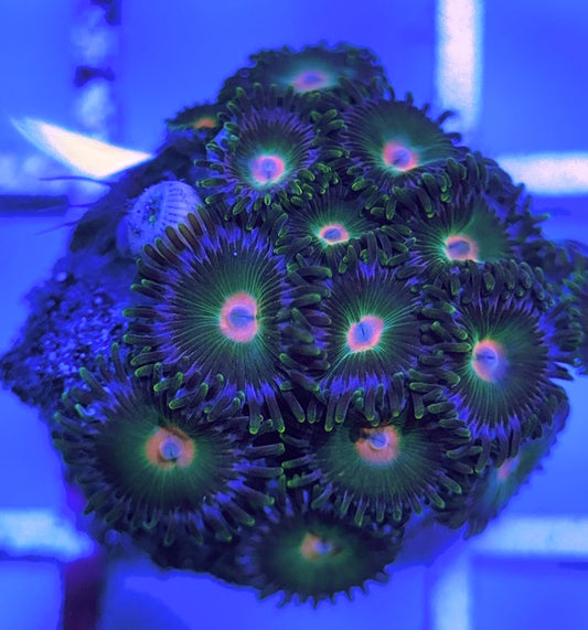 Aquacultured Zoanthids/Playthoa AZP031518 WYSIWYG