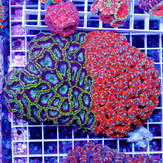 Unique Natural Bicolor Aussie Ultra Hot Acan Lordhowensis Size: L 2" to 3" Frag