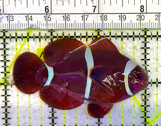 White Stripe Maroon Clownfish WSMC033102 WYSIWYG Size: L 3" approx
